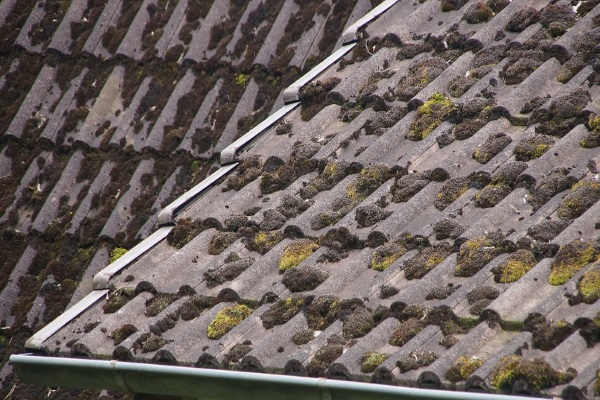 moss riddled shingle roof